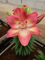 [5008 Tiny Dancers No01.JPG]